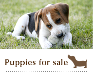 Puppy Sale