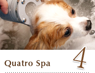 Quatro SPA